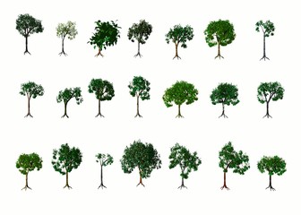 Fototapeta premium Trees. Summer