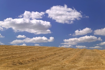 Fototapeta premium Field of hay.