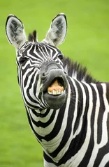 Foto op Plexiglas zebra © martin1985