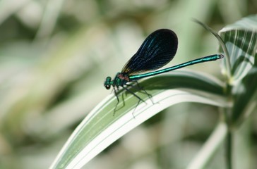 Dragonfly