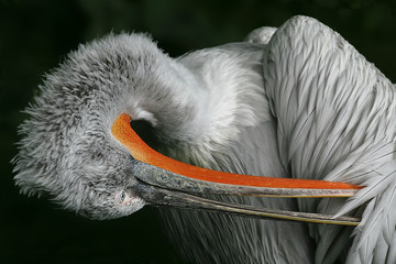 Pelikan