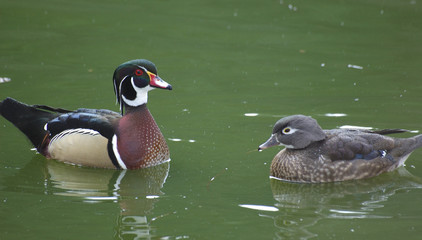 wood duck