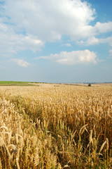 Wheat field ready for harvest