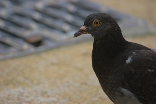 Pigeon de Paris