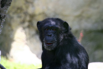 CHIMPANZEE (Pan troglodytes)