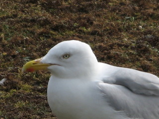 mouette