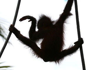 Naklejka premium orangutan's baby dancing, shiluette