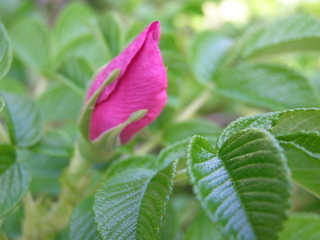 Pink wild rose