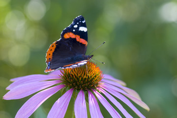 Dark butterfly is sitting on large pink flower