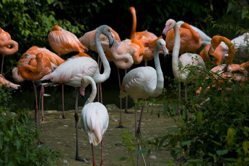 Flamingos in a zoo