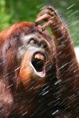 orangutan drinking water © PETER LAKOMY