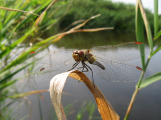 dragonfly