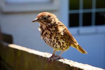 A friendly song thrush on a garden fence.