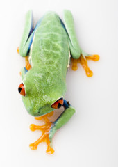 Frog on the white background