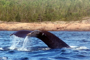 whale diving in St. Lawrence River,