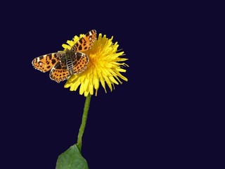 Butterfly on the dark blue background