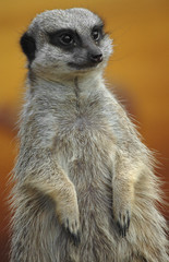 meerkat portrait