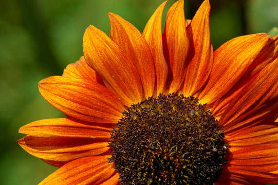 Orangefarbene Sonnenblume