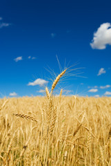 Obraz premium Wheat harvest