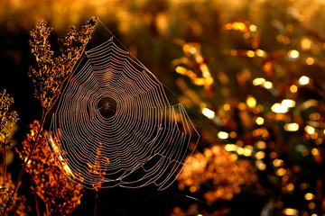 Morning web