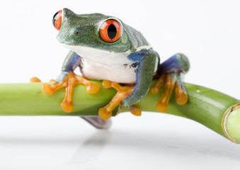 Frog on bamboo