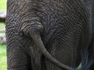 elephant tail and skin