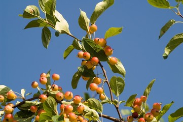 Tree full of fruits over blue sky