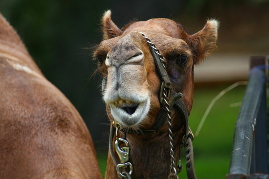 camel facial expression