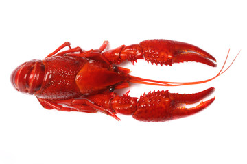 red crawfish on white background