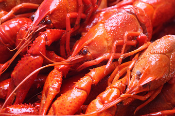  red crawfish © Mikael Damkier