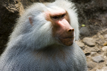 Baboons