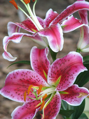 Pink lily II