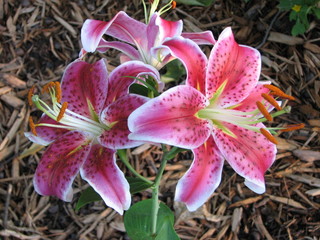 Pink lily
