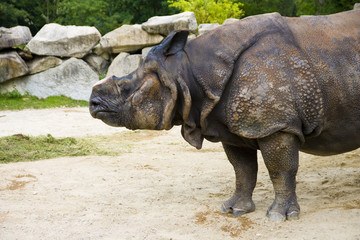 Fototapeta premium Rhino