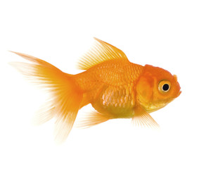 Goldfish in front of a white background