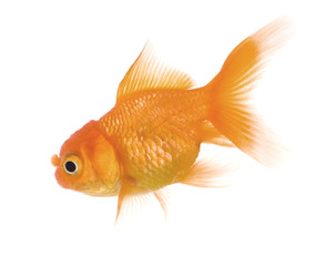 Goldfish in front of a white background