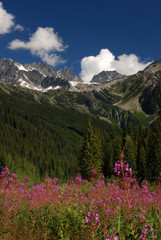 summit of rogers pass