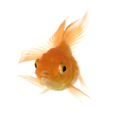 Goldfish in front of a white background © Eric Isselée
