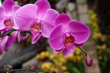 small purple color orchid in the parks