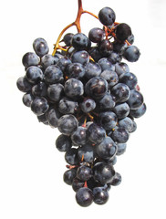 Bunch of dark grapes on white background