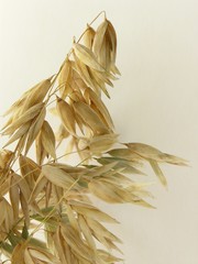 oat corn ears
