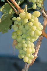 Sweet grapes