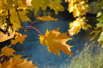 Mapls leafs