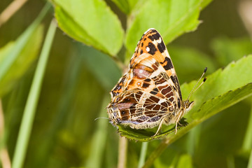 small map butterfly