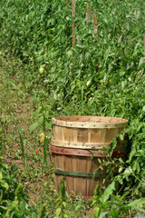 Tomatoe baskets in the field