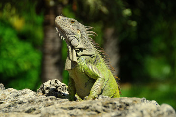 Large Iguana sunning himself in the hot Florida sun