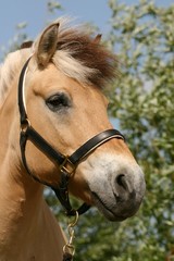 Beautiful pony