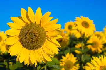 Obraz premium beautiful sunflowers