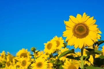 Selbstklebende Fototapete Frühling beautiful sunflowers