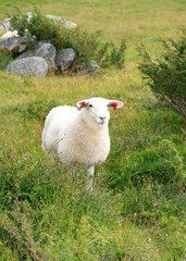 Young sheep